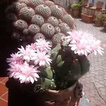 Del Castagneto B&B 산마르코아르젠타노