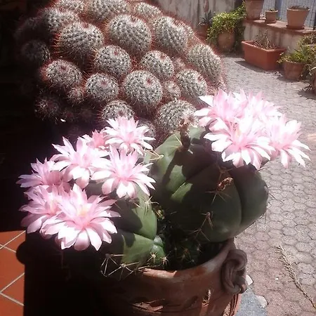 Del Castagneto B&B 산마르코아르젠타노