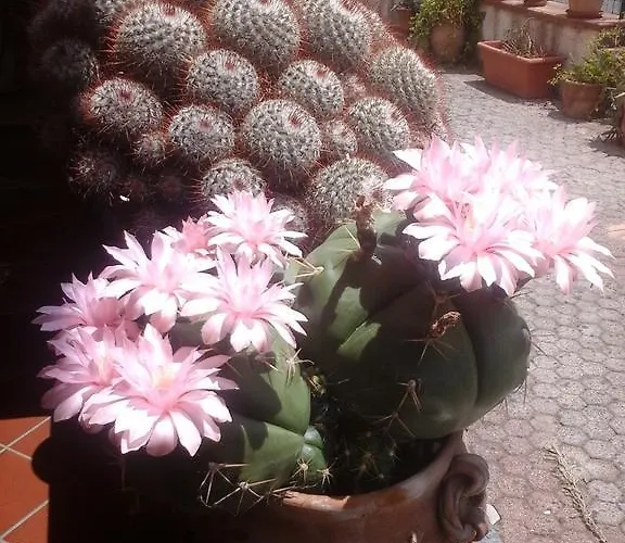 Del Castagneto לינה וארוחת בוקר San Marco Argentano